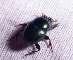 Onthophagus WG.jpg