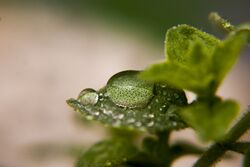 Origanum vulgare leave with water droplet, showing epistomatic stomata.jpg
