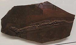 Palaeopleurosaurus posidoniae 98349.jpg