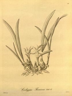 Panisea uniflora (as Coelogyne thuniana) - Xenia vol 1 pl 46 (1858).jpg