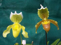 Paph insigne, varieties sanderae & mooreana.jpg