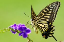 Papilio xuthus 20130804.jpg