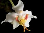 Paraphalaenopsis serpentilingua (J.J.Sm.) A.D.Hawkes, Orquídea (Rio de Janeiro) 25- 212 (1963) (34640595351) - cropped.jpg