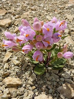 Penstemon grahamii 1.jpg