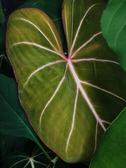 Philodendron gloriosum.jpg