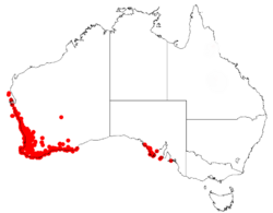 Phyllanthus calycinus DistMap1.png