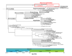 Phylogeny Macroscaphitidae.png