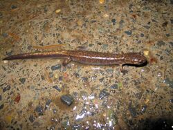 Plethodon dunni.jpg