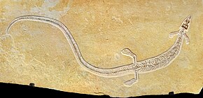 Pleurosaurus sp. NTM.jpg