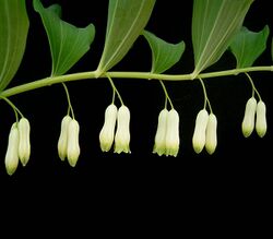 Polygonatum multiflorum2 ies.jpg