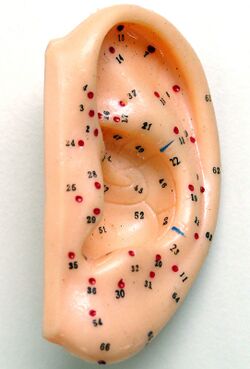 Pontos de auriculoterapia.jpg