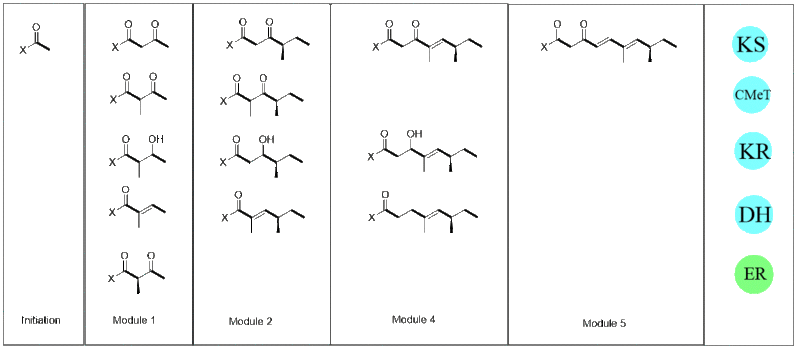 File:Pretenellin A Biosynthesis Scheme 2.1.gif