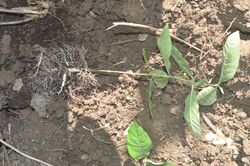 Purple Milkweed Roots.JPG