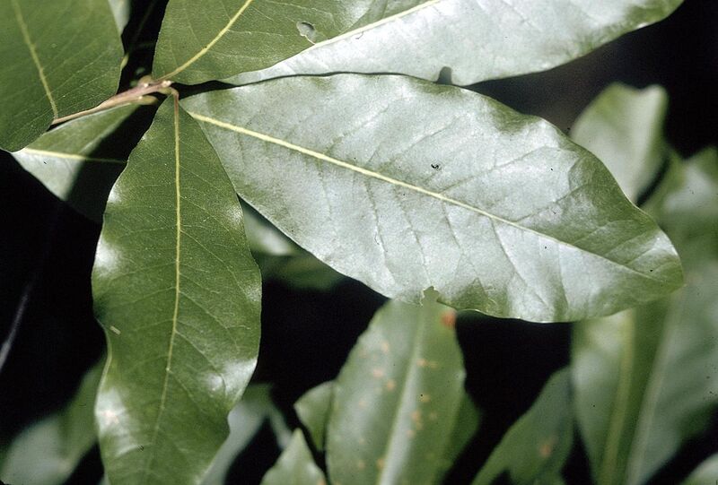 File:Quercus imbricaria (USDA).jpg