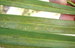 Raoiella indica - red palm mite damage to pam leaf.jpg