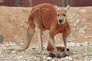 Brown kangaroo