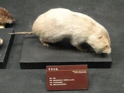 Rhizomys sinensis - Kunming Natural History Museum of Zoology - DSC02460.JPG
