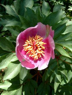 Sabine Beckmann Paeonia clusii pink variety 4 05.jpg