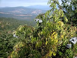 Sambucus caerulea 8012.jpg