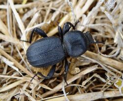 Scaurus punctatus. Darkling Beetle. Tenebrionidae (39806408042).jpg