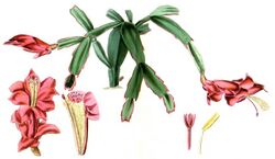 Schlumbergera truncata (Exotic Flora Plate 20).jpg