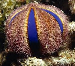 Sea Urchin 2.jpg
