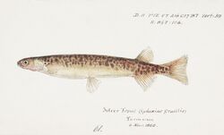 Southern Pacific fishes illustrations by F.E. Clarke 3.jpg