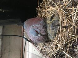 Speckled Pigeon (Columba guinea) & chick.JPG