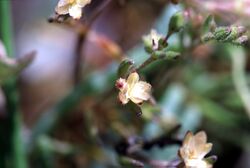 Spergularia canadensis FWS-1.jpg