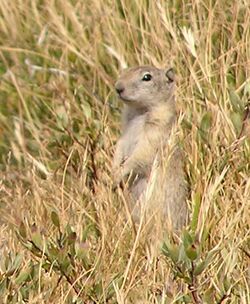 Spermophilus beldingi.jpg