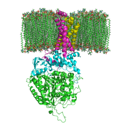 Succinate Dehydrogenase 1YQ3 and Membrane.png