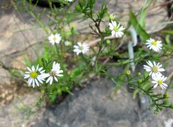 growing in cracks of limestone riverscour is a blooming plant with many flowers with white ray florets and yellow disk florets
