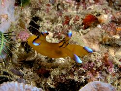 Thecacera pacifica (Polyceridae Nudibranch).jpg