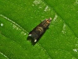 Tortricidae - Grapholita pallifrontana.JPG