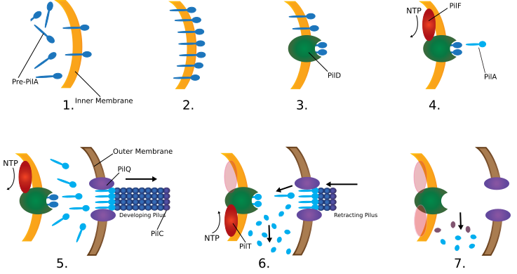 File:Type IV Pilus Twitching Motility Steps.svg
