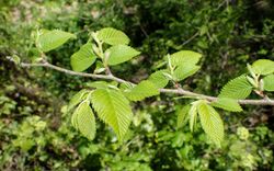 Ulmus canescens kz2.jpg