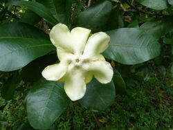 Voacanga thouarsii-flower-1.jpg