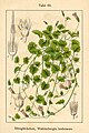 Wahlenbergia hederacea illustration (01).jpg