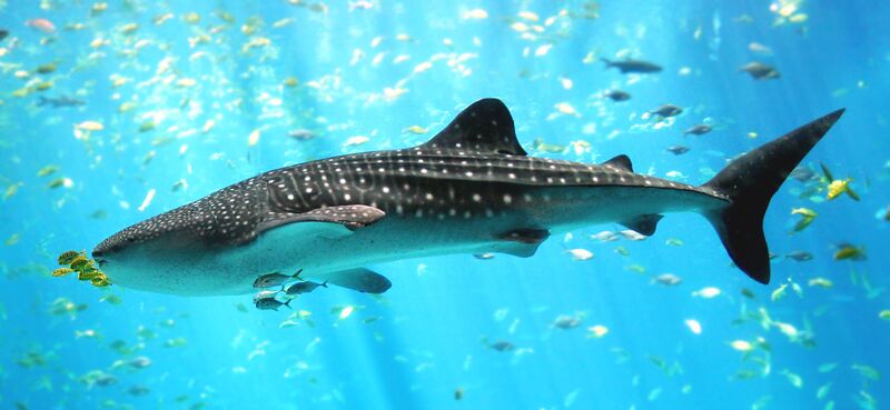 File:Whale shark Georgia aquarium.jpg