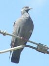 White-collared pigeon1.jpg