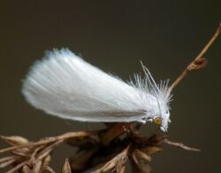 White rush moth.jpg