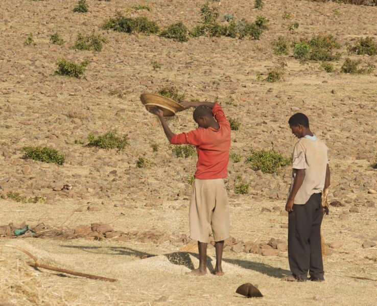 File:Winnowing The Grain, Axum, Ethiopia (Detail) (3157508890).jpg