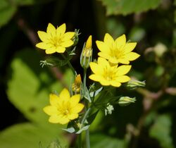 Yellow-wort. Blackstonia perfoliata. Gentianaceae (32287314168).jpg