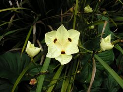 Yellow Wild Iris.JPG