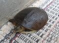 (Lissemys punctata) Indian flap shell Turtle 02.JPG