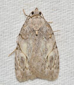 - 9664 – Balsa labecula – White-blotched Balsa Moth (47745004782).jpg