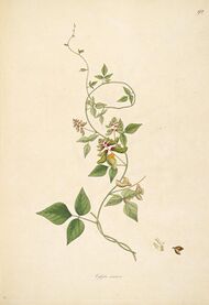 18th century illustration plants of the coast of Coromandel Coast India Flora Fruits Flowers (9).jpg