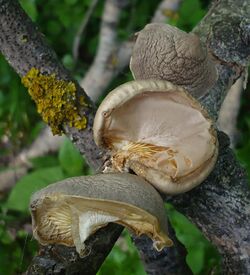 2008-05-03 Pleurotus calyptratus 1 24551 cropped.jpg