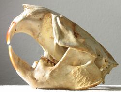 2011.12.17 Beaver skull from SF Bay shore, CA 028 c.jpg