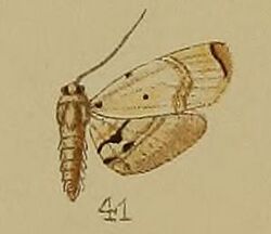 41-Trichophysetis umbrifusalis Hampson 1912.JPG
